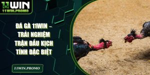 Đá Gà 11win